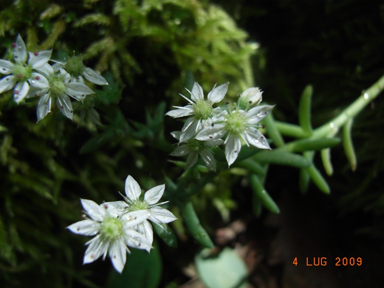 Sedum hispanicum